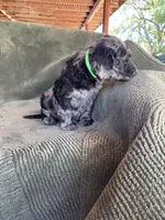 Tarzan, a male Goldendoodle for sale in Jurupa Valley, CA – Photo 1 of 2