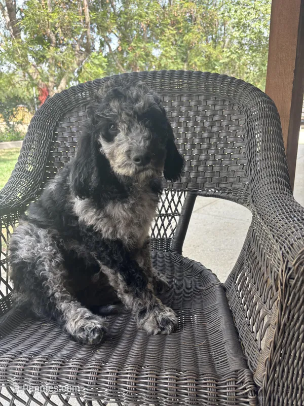 Spot – Goldendoodle puppy for sale in Jurupa Valley, CA