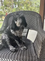 Spot, a male Goldendoodle for sale in Jurupa Valley, CA – Photo 1 of 6