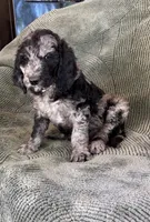 Spot, a male Goldendoodle for sale in Jurupa Valley, CA – Photo 5 of 5