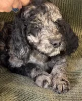 Spot, a male Goldendoodle for sale in Jurupa Valley, CA – Photo 1 of 5