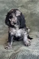 Spot, a male Goldendoodle for sale in Jurupa Valley, CA – Photo 3 of 5