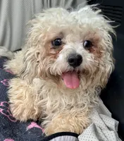 Quincy, a male Bichon Frise and Shih Tzu for sale in Reno, NV – 2 of 8