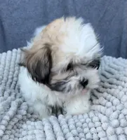 Buffy, a female Shihpoo and Shichon for sale in Reno, NV – 7 of 8