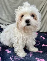 Remy, a male Bichon Frise and Shih Tzu for sale in Reno, NV – 6 of 8