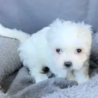 Ellie, a female Shih Tzu and Poodle - Toy  for sale in Reno, NV – Photo 8 of 8