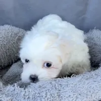 Ellie, a female Shih Tzu and Poodle - Toy  for sale in Reno, NV – Photo 4 of 8