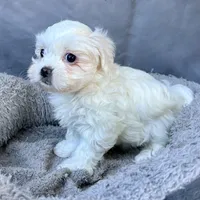 Ellie, a female Shih Tzu and Poodle - Toy  for sale in Reno, NV – Photo 1 of 8