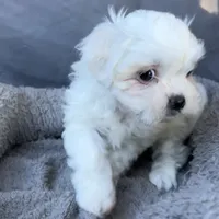 Ellie, a female Shih Tzu and Poodle - Toy  for sale in Reno, NV – Photo 2 of 8