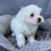 Ellie, a female Shih Tzu and Poodle - Toy  for sale in Reno, NV – Photo 6 of 8