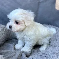 Ellie, a female Shih Tzu and Poodle - Toy  for sale in Reno, NV – Photo 3 of 8