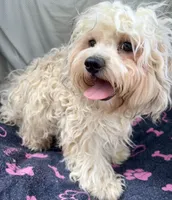 Oscar, a male Bichon Frise and Shih Tzu for sale in Reno, NV – 7 of 8