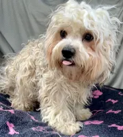 Oscar, a male Bichon Frise and Shih Tzu for sale in Reno, NV – 2 of 8