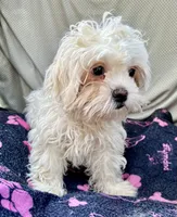 Remy, a male Bichon Frise and Shih Tzu for sale in Reno, NV – 8 of 8