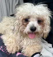 Quincy, a male Bichon Frise and Shih Tzu for sale in Reno, NV – 6 of 8