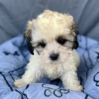 Archie, a male Bichon Frise and Shih Tzu for sale in Reno, NV – Photo 3 of 4