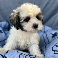 Archie, a male Bichon Frise and Shih Tzu for sale in Reno, NV – Photo 1 of 4