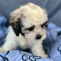 Archie, a male Bichon Frise and Shih Tzu for sale in Reno, NV – Photo 2 of 4