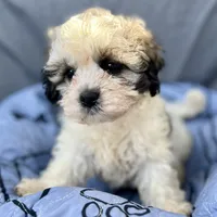Archie, a male Bichon Frise and Shih Tzu for sale in Reno, NV – Photo 4 of 4