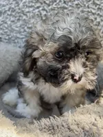 Marley, a female Shihpoo and Shichon for sale in Reno, NV – Photo 6 of 10