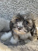 Marley, a female Shihpoo and Shichon for sale in Reno, NV – Photo 2 of 10