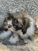 Marley, a female Shihpoo and Shichon for sale in Reno, NV – Photo 4 of 10