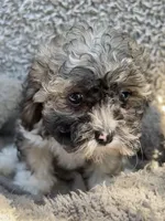 Marley, a female Shihpoo and Shichon for sale in Reno, NV – Photo 3 of 10