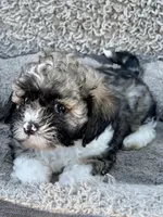 Marley, a female Shihpoo and Shichon for sale in Reno, NV – Photo 8 of 10
