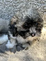 Marley, a female Shihpoo and Shichon for sale in Reno, NV – Photo 7 of 10