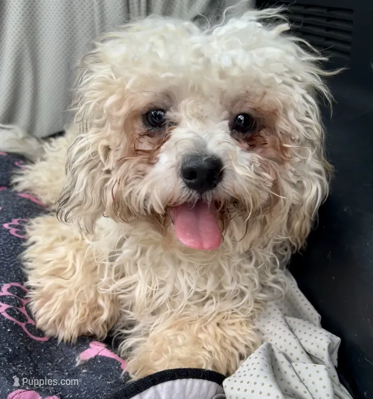 Quincy – Bichon Frise, Shih Tzu puppy for sale in Reno, NV