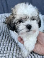 Buffy, a female Shihpoo and Shichon for sale in Reno, NV – 5 of 8