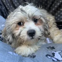 Oscar, a male Bichon Frise and Shih Tzu for sale in Reno, NV – 7 of 9