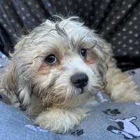 Oscar, a male Bichon Frise and Shih Tzu for sale in Reno, NV – 8 of 9
