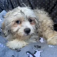 Oscar, a male Bichon Frise and Shih Tzu for sale in Reno, NV – 5 of 9