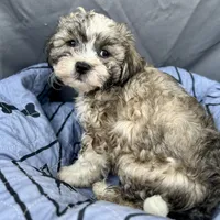 Oscar, a male Bichon Frise and Shih Tzu for sale in Reno, NV – Photo 2 of 4