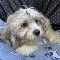 Oscar, a male Bichon Frise and Shih Tzu for sale in Reno, NV – 3 of 9