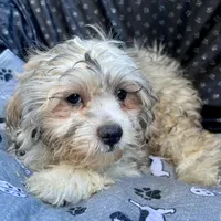 Oscar, a male Bichon Frise and Shih Tzu for sale in Reno, NV – 9 of 9