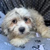 Oscar, a male Bichon Frise and Shih Tzu for sale in Reno, NV – 6 of 9