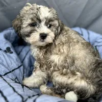 Oscar, a male Bichon Frise and Shih Tzu for sale in Reno, NV – Photo 3 of 4