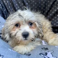 Oscar, a male Bichon Frise and Shih Tzu for sale in Reno, NV – 4 of 9