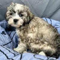 Oscar, a male Bichon Frise and Shih Tzu for sale in Reno, NV – Photo 1 of 4