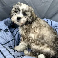 Oscar, a male Bichon Frise and Shih Tzu for sale in Reno, NV – Photo 4 of 4
