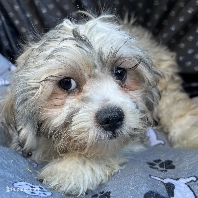 Oscar – Bichon Frise, Shih Tzu puppy for sale in Reno, NV