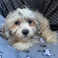 Oscar, a male Bichon Frise and Shih Tzu for sale in Reno, NV – 2 of 9
