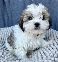 Kiki, a female Shihpoo and Shichon for sale in Reno, NV – 4 of 6