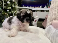 Junie, a female Shihpoo and Shichon for sale in Reno, NV – Photo 1 of 9