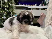 Junie, a female Shihpoo and Shichon for sale in Reno, NV – Photo 8 of 9