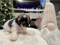 Junie, a female Shihpoo and Shichon for sale in Reno, NV – Photo 9 of 9