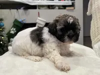 Junie, a female Shihpoo and Shichon for sale in Reno, NV – Photo 7 of 9