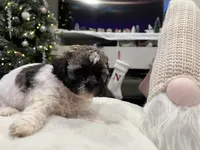 Junie, a female Shihpoo and Shichon for sale in Reno, NV – Photo 6 of 9